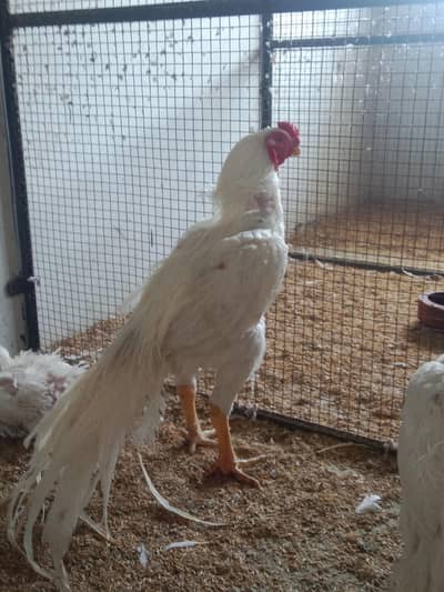 Parrot beak long tail ASEEL in u chipu shape long tail