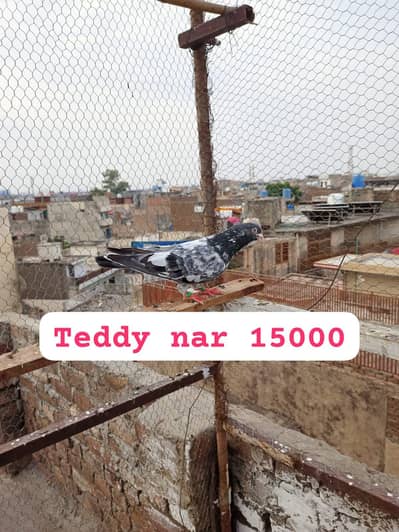 urgents sale 03195813008