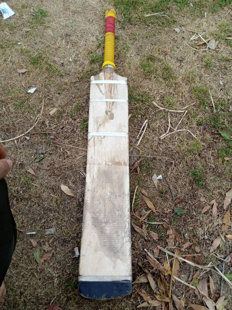 Coconut Bat 3