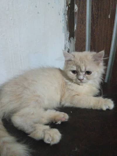 punch face male kiten