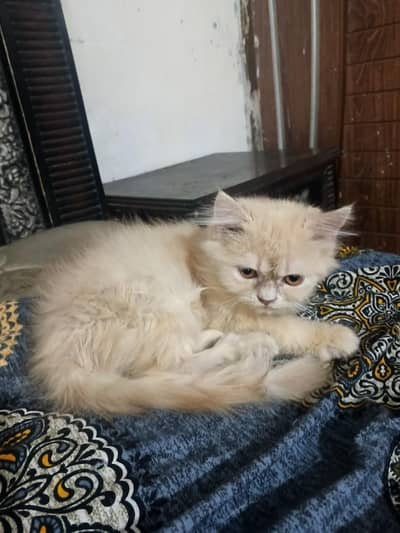 punch face male kiten
