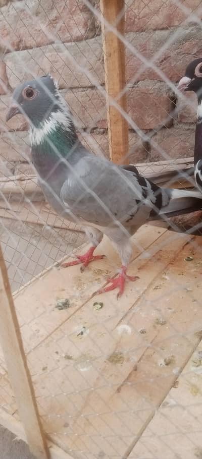 Outclass quality breeder female Available