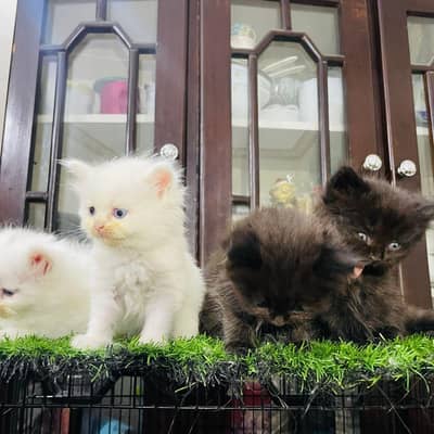 Persian kittens for sale