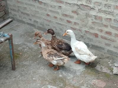 Desi Ducks for sale