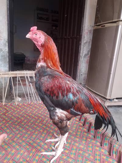 شناسی نصل کا