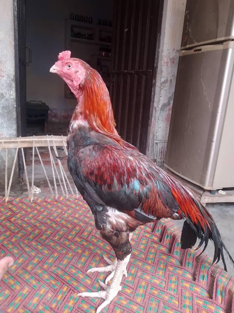 شناسی نصل کا 0