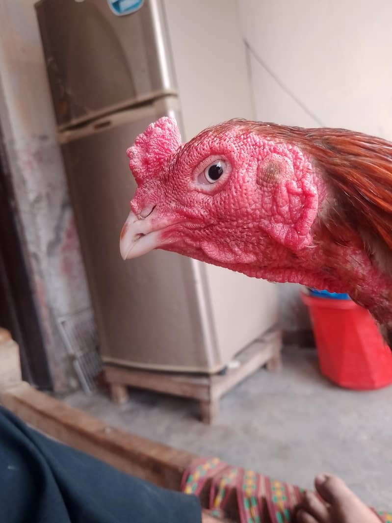 شناسی نصل کا 1