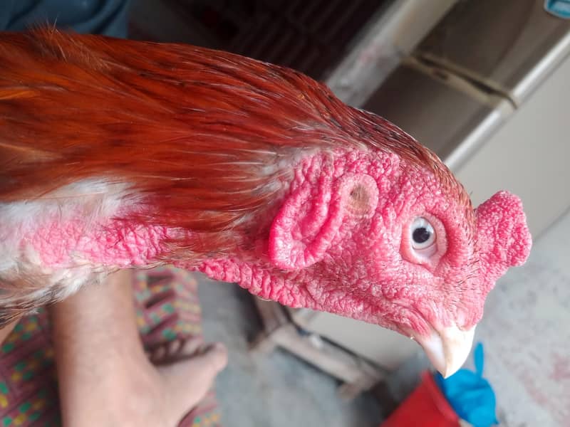 شناسی نصل کا 2