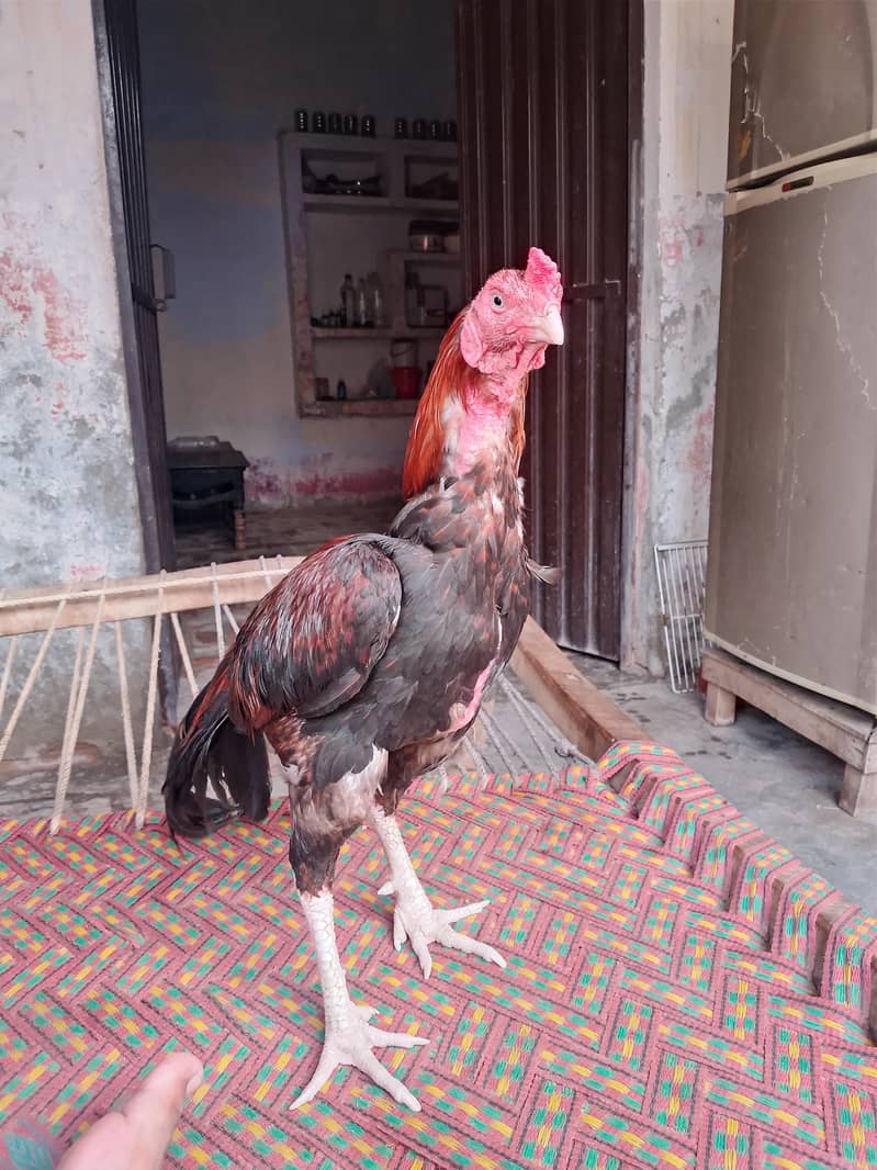 شناسی نصل کا 3