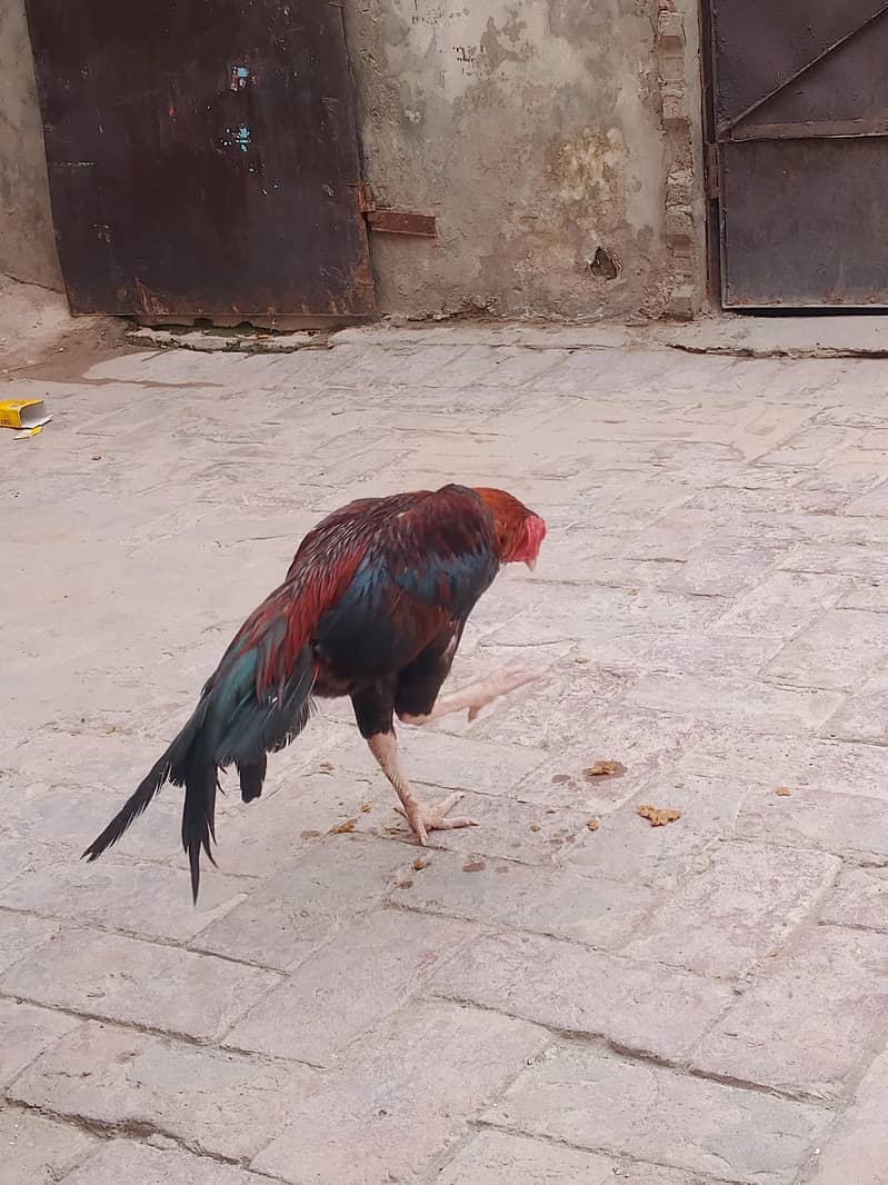 شناسی نصل کا 4