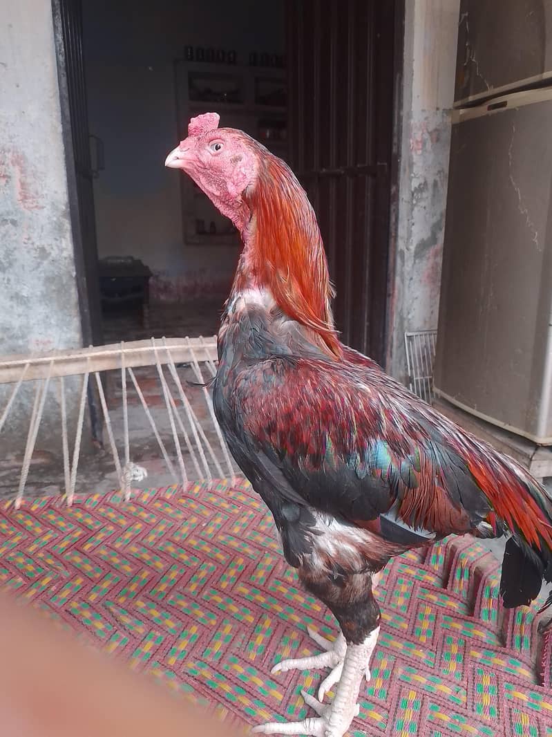 شناسی نصل کا 5