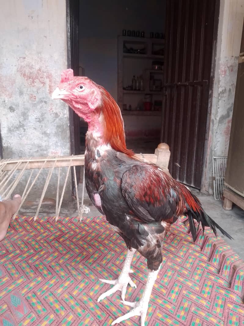 شناسی نصل کا 6