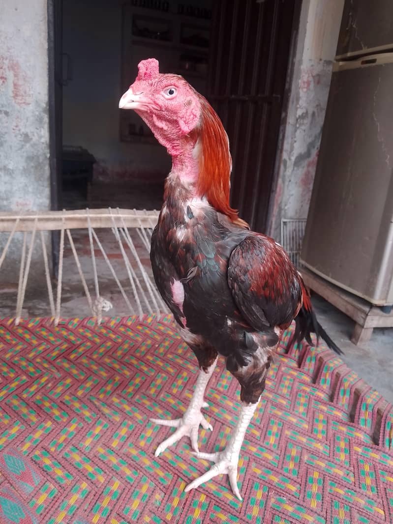 شناسی نصل کا 7