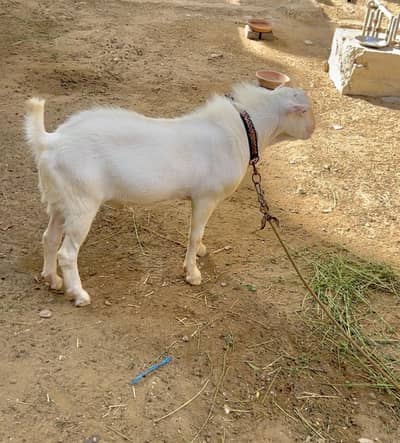 High Quality Gulabi Tedda