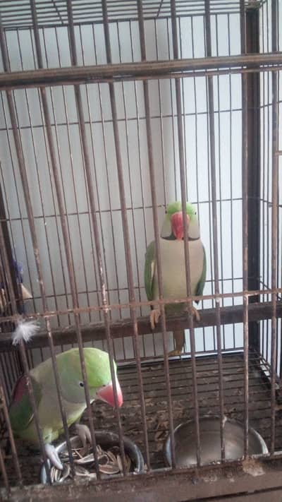 Breeding pair with eggs. . urgent sell