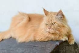 the cat is vip breed