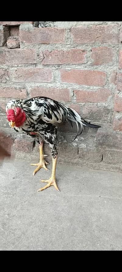 aseel lasani theekra murga