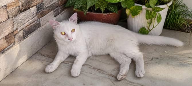 Persian cat. (bargaining is allowed)