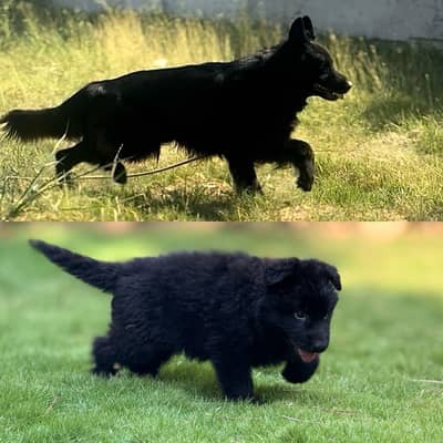 German shepherd puppies