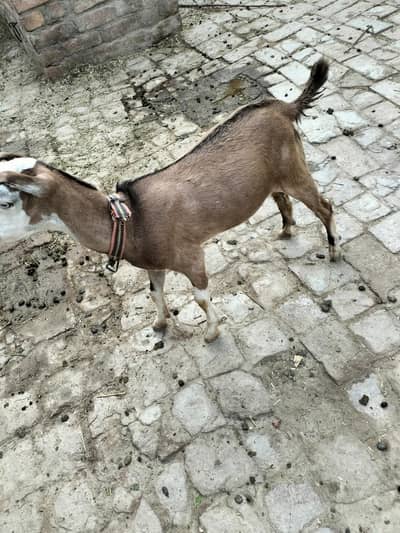 Bakra for sale
