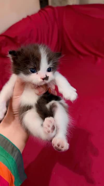 Healthy Persian kittens Available in Lahore