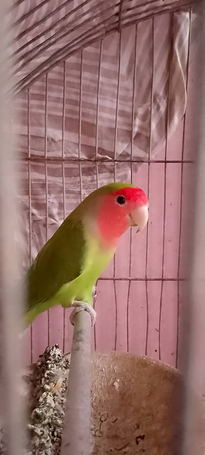 Green love bird
