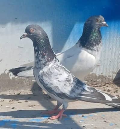 5 jory 2k per piece pigeon kabutar