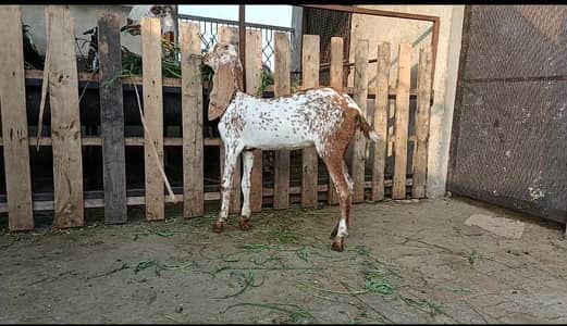 female for sale