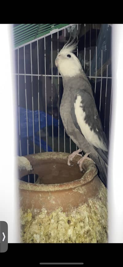 Cocktail parrot
