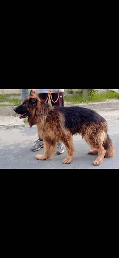 German shepherd male