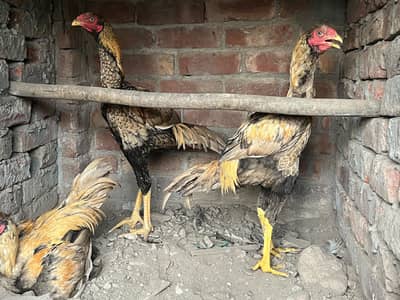 Aseel hen for sale.
