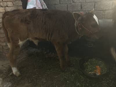 Cow for sale hay 6 month ke soee. Hay 5 kg dhoodh hay nechay