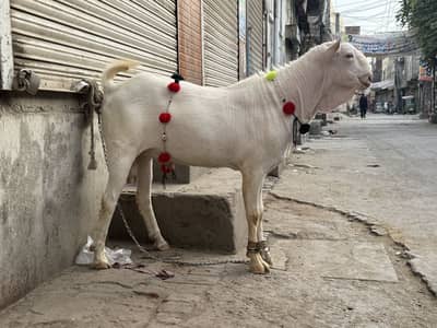 Teeda gulabi
