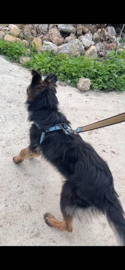 Tripple coat female German shepherd