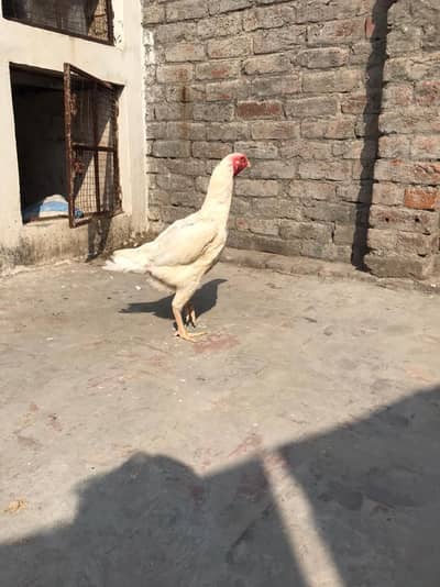 King Shamu size female egg de rahi hai