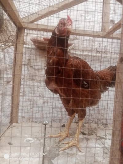 2 murghian 5 chicks aseel