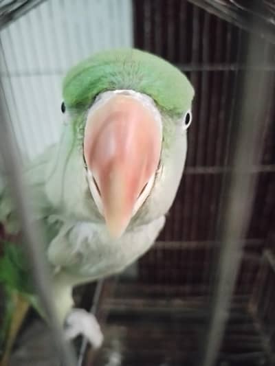Raw female parrot  tota madi
