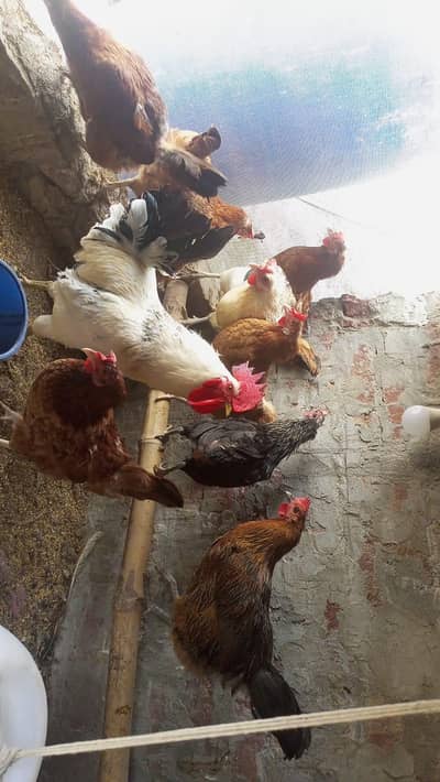 Hens for Sale