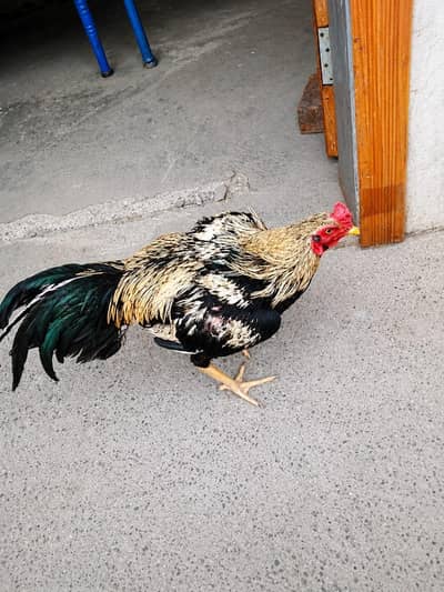 Java Murgha + Black Silkie Murghi Pair for Sale