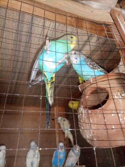 Australian Budgie