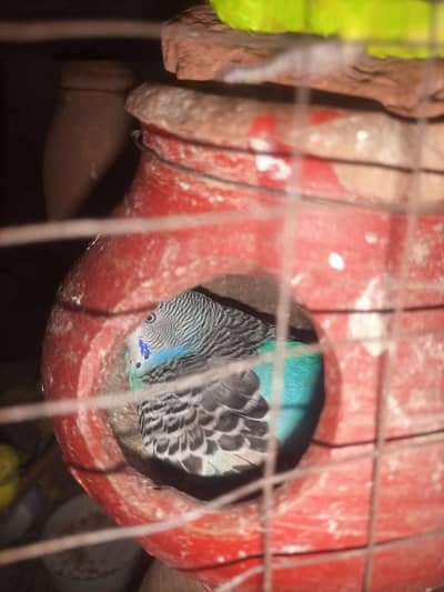 Australian Budgie