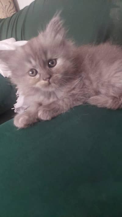 TURKISH angora kittens