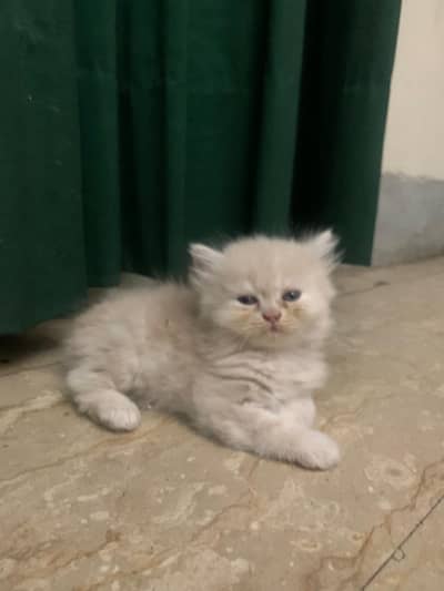 TURKISH angora kittens