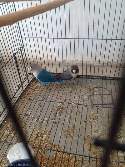 love bird / active pair / with blue masked female and black male