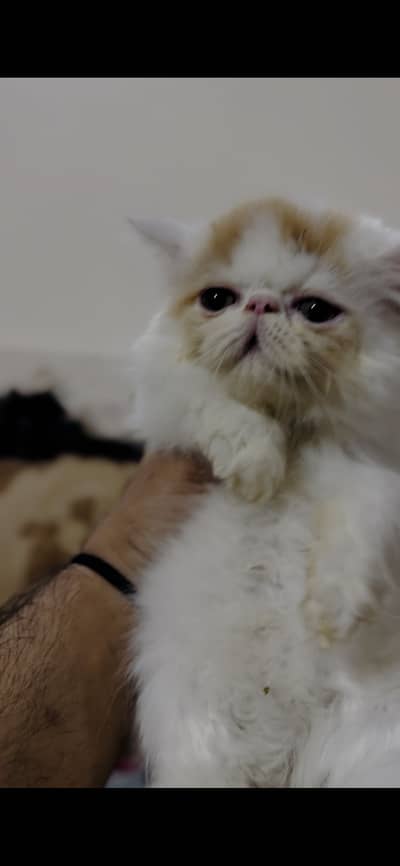 Pure Persian peki face