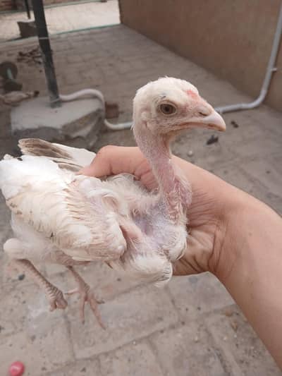 heera cross aseel chicks