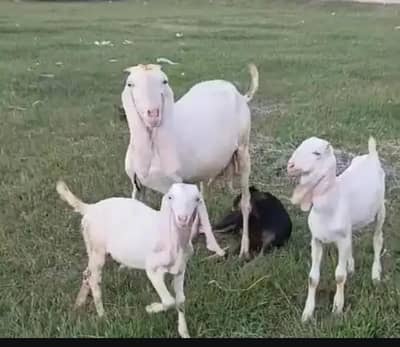 Goats pair