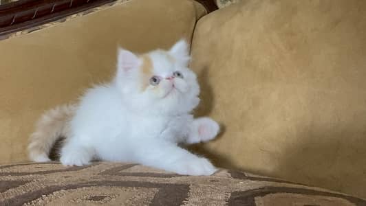 Persian piki face van colour