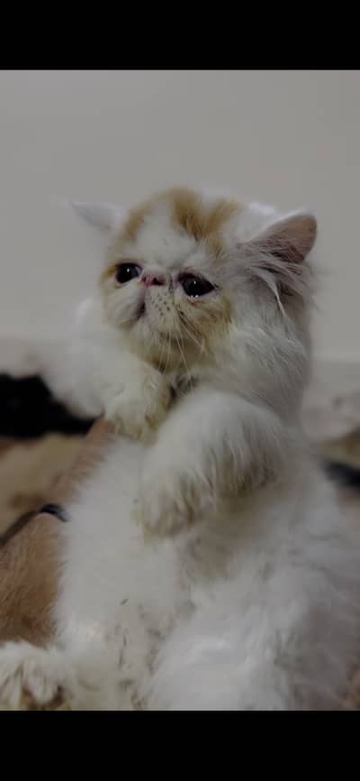 Persian piki face van colour