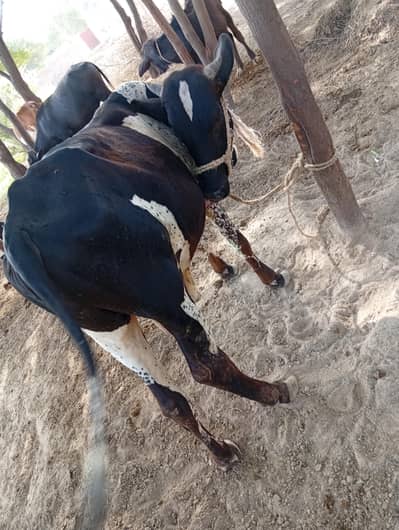 Masha Allah 22 mah ka farmi bachra for sale